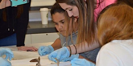 Shark Dissection and Comparative Anatomy at Tiana Bayside primary image