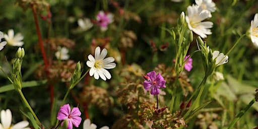 Bioblitz – Flora of Slapton Ley National Nature Reserve primary image