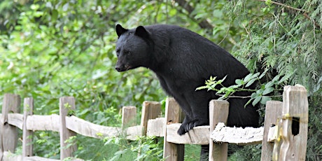 Spring Emergence – Living with American Black Bears