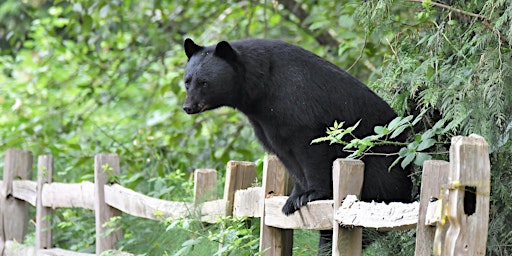 Primaire afbeelding van Spring Emergence – Living with American Black Bears