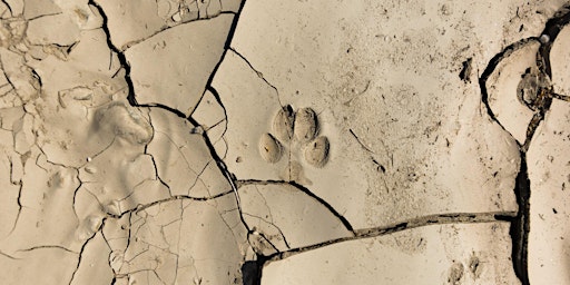 Animal Tracks of Desert Dunes primary image