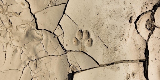 Immagine principale di Animal Tracks of Desert Dunes 