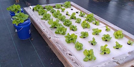 Homeowner Hydroponics Hybrid Course primary image