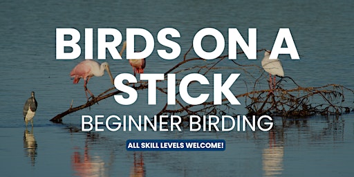 Primaire afbeelding van Birds on a Stick Birding Walk