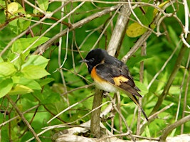 Imagem principal do evento NJ Young Birders Club-Garret Mountain Reservation