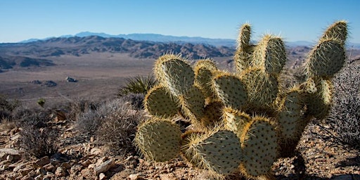 Imagem principal do evento Cacti of Joshua Tree National Park