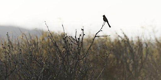 Imagem principal do evento Birds of the Mojave