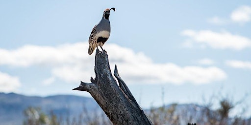 Birds of Joshua Tree National Park primary image