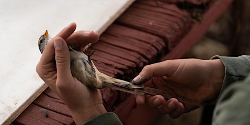 Hauptbild für Advanced Bird Banding