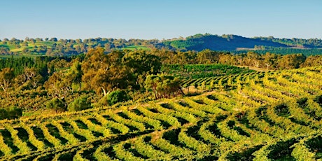 Luxury Eden Valley/Barossa Vineyard & Wine Tasting Tour primary image