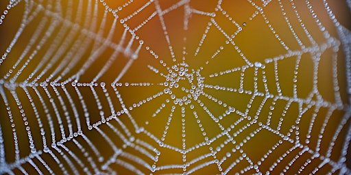 Hauptbild für Im Netz des Lebens - Biodanza Kurs