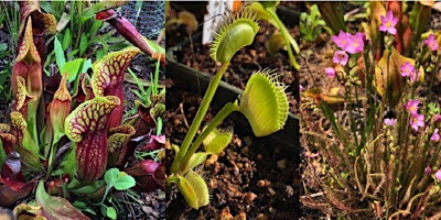 Carnivorous Plant Basics and  DIY Bog Gardens primary image
