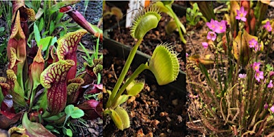 Imagem principal do evento Carnivorous Plant Basics and  DIY Bog Gardens