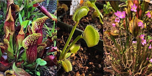 Imagen principal de Carnivorous Plant Basics and  DIY Bog Gardens