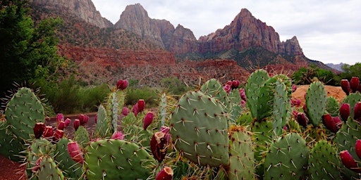 Community Acupuncture in Gilbert Arizona primary image