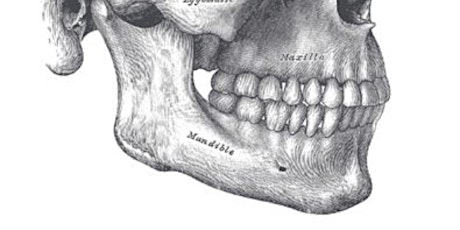 Releasing the Jaw - Feldenkrais Method® Workshop primary image