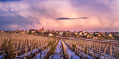 A Discovery Tour of Moldovan Wines primary image