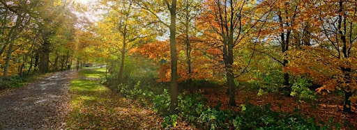 Collection image for Forest Bathing+ at National Trust Box Hill, Surrey