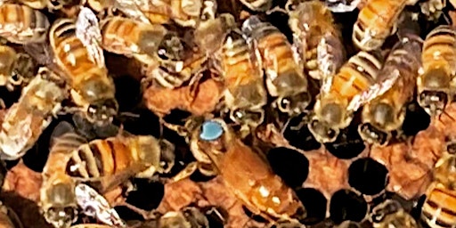 Honey Bee Experience on the Farm primary image