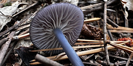 Befriending Fungi – A Mushroom Walk with Aaron Tupac (February) primary image