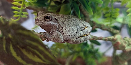 Tree Time: Frogs primary image