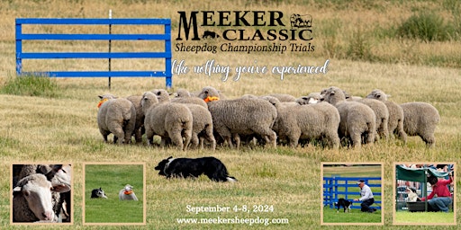 Primaire afbeelding van 2024 Meeker Classic Sheepdog Championship Trials
