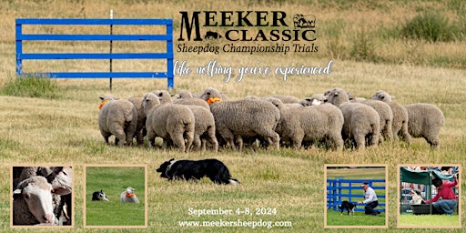 2024 Meeker Classic Sheepdog Championship Trials  primärbild