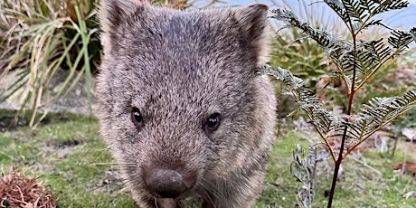 Primaire afbeelding van Wild about wombats