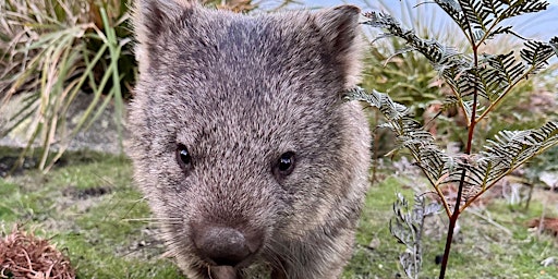 Primaire afbeelding van Wild about wombats