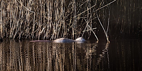 Hauptbild für Web-Seminar: Nutria - Eine invasive Art auf dem Vormarsch - 29.02.2024