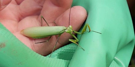 Primaire afbeelding van Good Bugs-Bad Bugs Workshop with the Etobicoke Master Gardeners