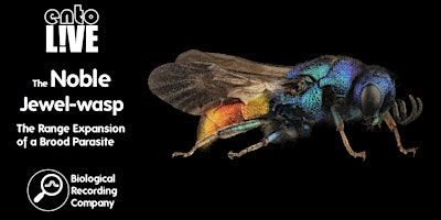 Imagen principal de The Noble Jewel-wasp: The Range Expansion of a Brood Parasite