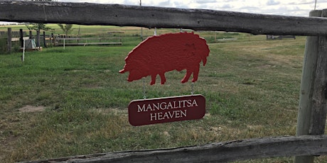 Mangalitsa Heaven -Snout to Tail primary image