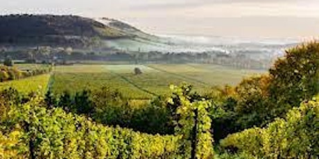 Walking with Coaches: Denbies Vineyard and Norbury Park led by Alison Reid