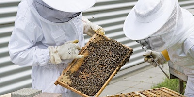 Hauptbild für HWBKA Beekeeping Taster Day