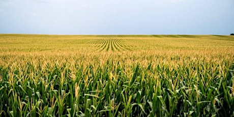 Surry/Yadkin Corn Production Meeting primary image