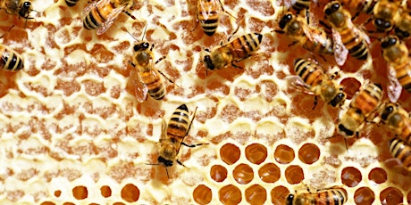 Beginning Beekeeping primary image
