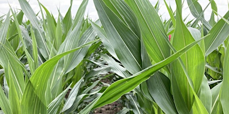 Imagen principal de Feeding Your Corn and Soybean Crop/Utilization of Burnt Poultry Litter