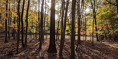 Forest Therapy: Gratitude & Giving in Nature primary image