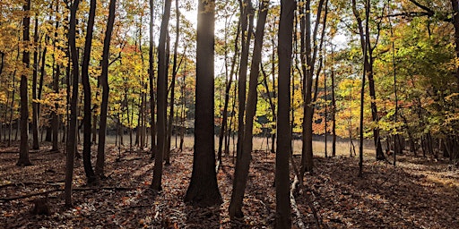 Primaire afbeelding van Forest Therapy: Gratitude & Giving in Nature