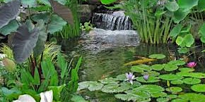 Image principale de Pond Maintenance, Installation, And Fish Care