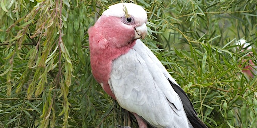 Immagine principale di Breakfast with the Birds 