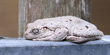 Frogs in Fairfield Walk and Talk