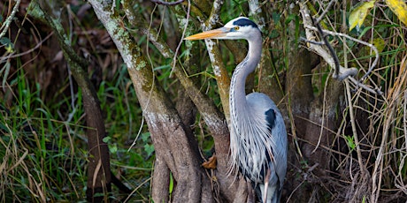 Wading Bird Walk primary image