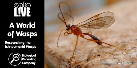 A World of Wasps: Researching the Ichneumonid Wasps