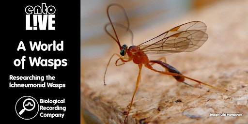 Image principale de A World of Wasps: Researching the Ichneumonid Wasps