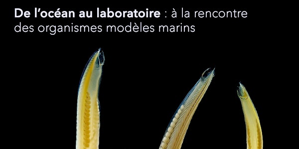 De l'océan au laboratoire : à la rencontre des organismes modèles marins