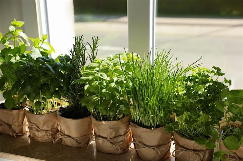 Windowsill Herbs