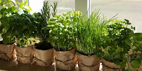 Herbs for Summertime