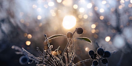 Imagem principal do evento Embrace the Light: Winter Solstice Meditation & Movement Experience